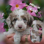 Merlin001