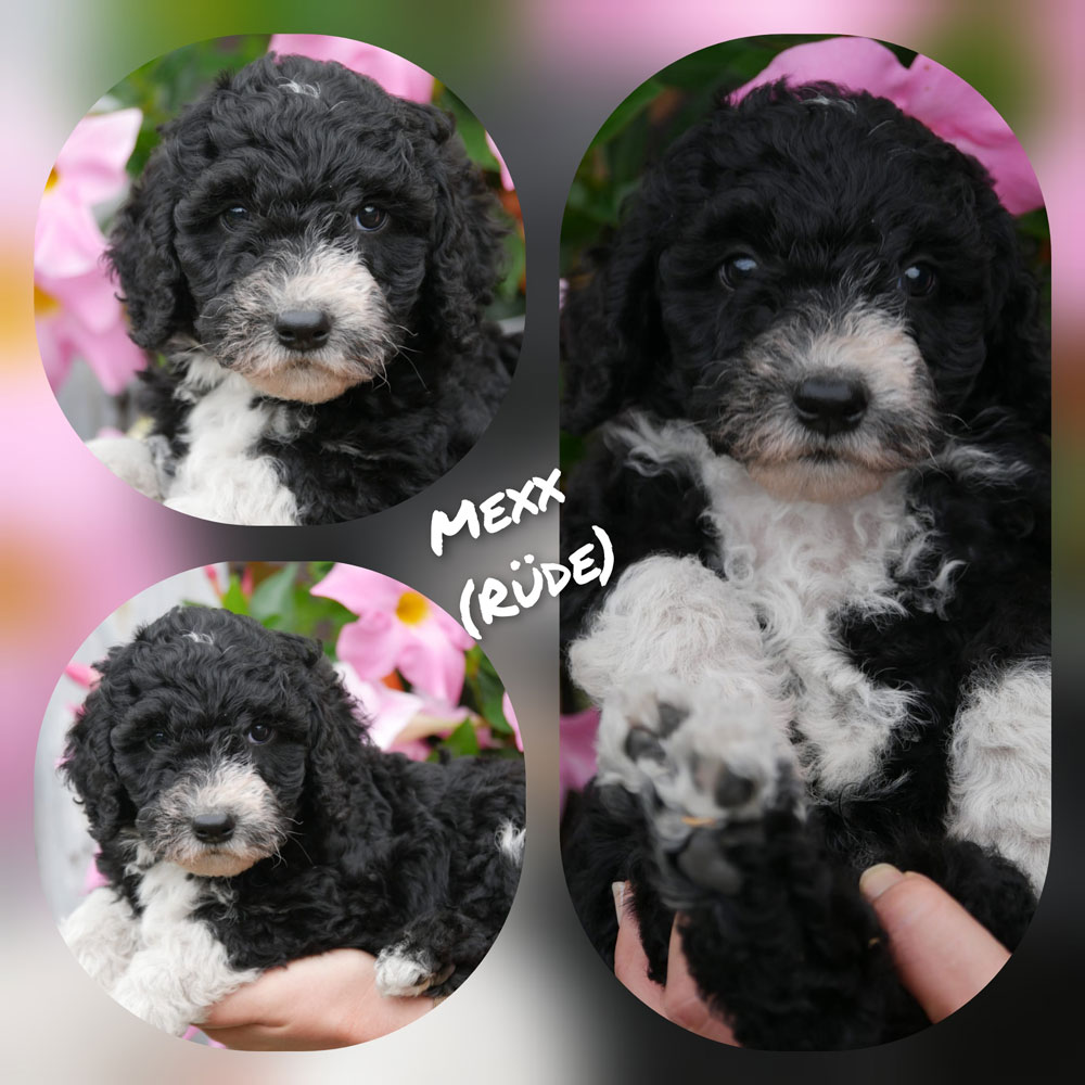 Mexx001 Mexx