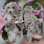 Mila001