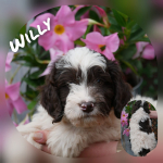 Willy