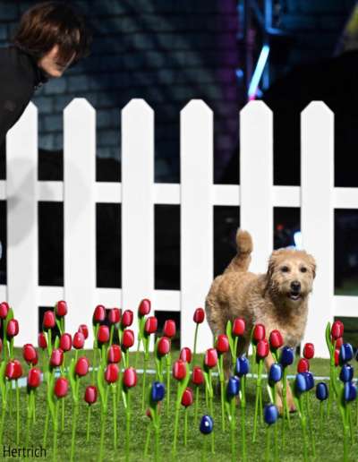 TeamDori-RTL-Top-Dog