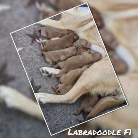Labradoodle F1 Mini / Medium Welpen in apricot / rot