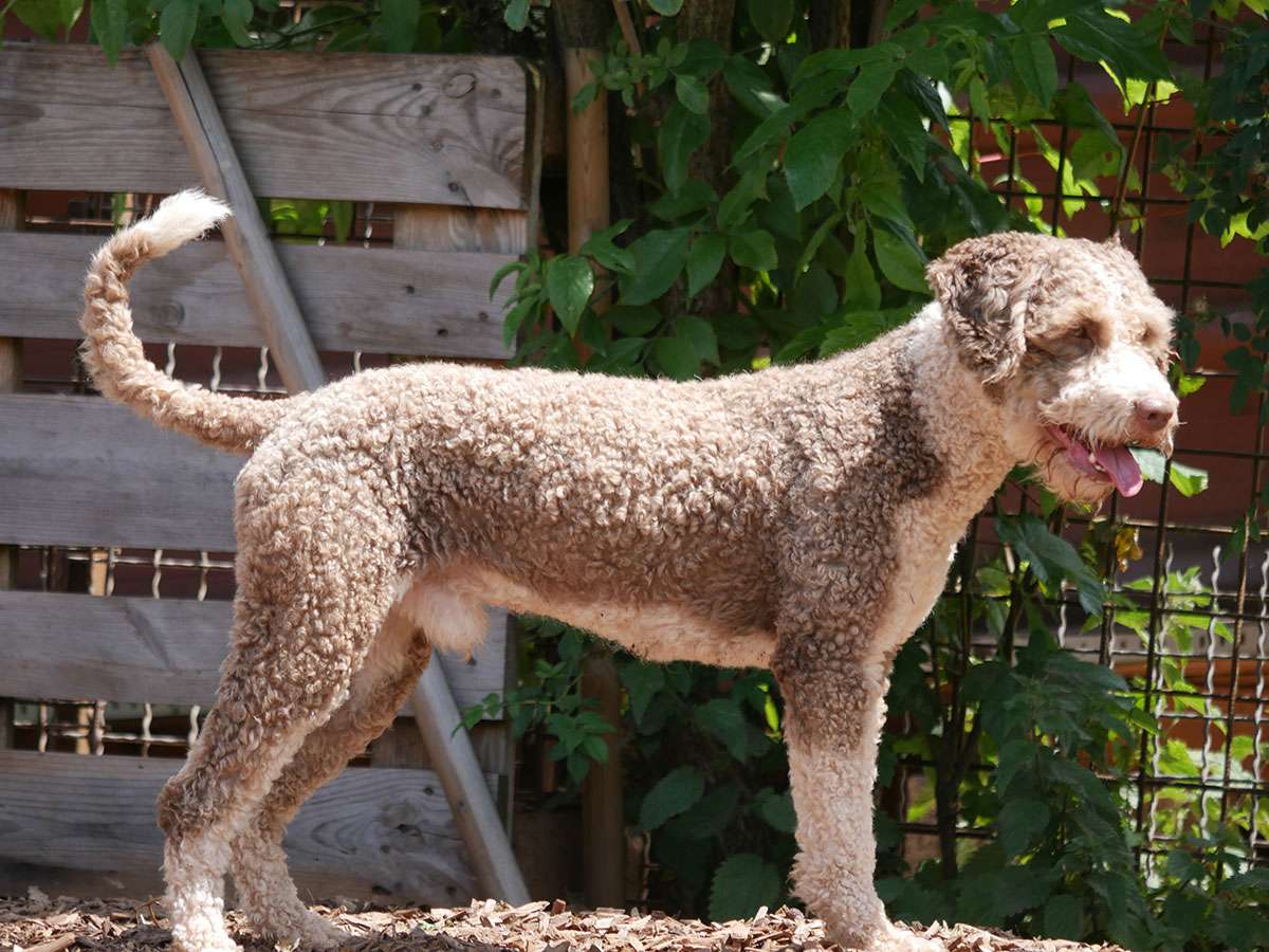 Deckrüde Zorro / Perro de Agua Espanol
