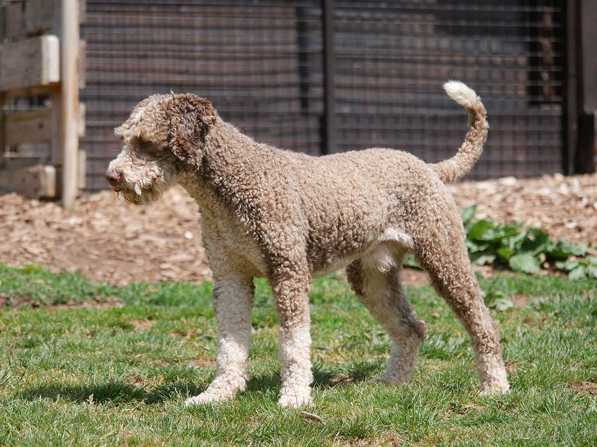 Deckrüde Zorro / Perro de Agua Espanol