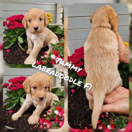 Tammy