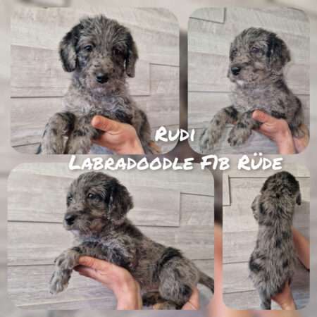 Rudi