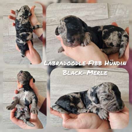 Labradoodle Medium F1bb Hündin