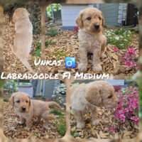 Labradoodle Medium F1