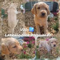 Labradoodle Medium F1