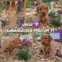 Labradoodle Medium F1