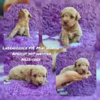 Labradoodle F1b Mini/ Medium Welpen
