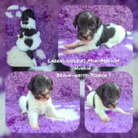 Labradoodle F1b Mini/ Medium Welpen