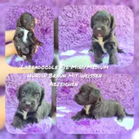 Labradoodle F1b Mini/ Medium Welpen