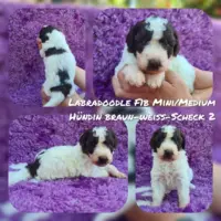 Labradoodle F1b Mini/ Medium Welpen