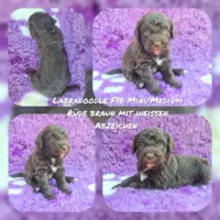 Labradoodle F1b Mini/ Medium Welpen