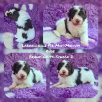 Labradoodle F1b Mini/ Medium Welpen