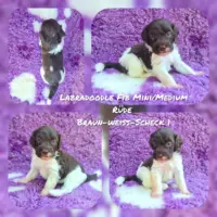 Labradoodle F1b Mini/ Medium Welpen