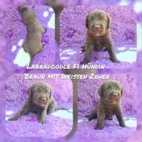 Labradoodle F1 Medium (ca 45cm bis ca 50cm) Welpen
