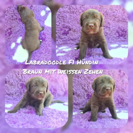 Labradoodle F1 Medium (ca 45cm bis ca 50cm) Welpen