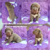 Labradoodle F1 Medium (ca 45cm bis ca 50cm) Welpen