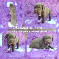 Labradoodle F1 Medium (ca 45cm bis ca 50cm) Welpen