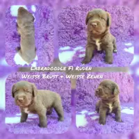 Labradoodle F1 Medium (ca 45cm bis ca 50cm) Welpen