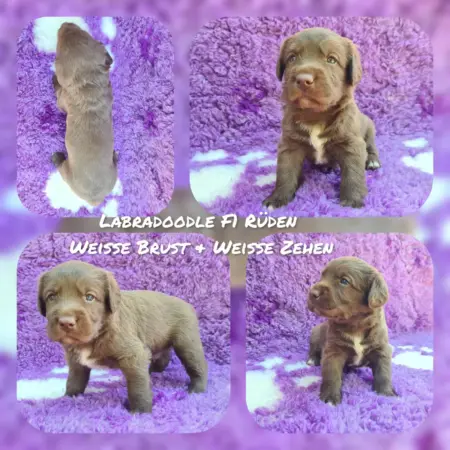 Labradoodle F1 Medium (ca 45cm bis ca 50cm) Welpen
