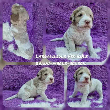 Ab dem 30.08. suchen noch einige unserer Labradoodle F1b Welpen ihre Familien fürs Leben. Die Welpen können absofort fest reserviert und besucht werden. Hierzu schreiben sie uns gerne eine aussagekräftige Vorstellung zu Ihrer Person und Lebenssituation, gerne per Whatsapp, oder rufen Sie uns einfach an.