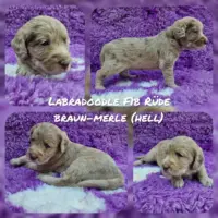 Ab dem 30.08. suchen noch einige unserer Labradoodle F1b Welpen ihre Familien fürs Leben. Die Welpen können absofort fest reserviert und besucht werden. Hierzu schreiben sie uns gerne eine aussagekräftige Vorstellung zu Ihrer Person und Lebenssituation, gerne per Whatsapp, oder rufen Sie uns einfach an.