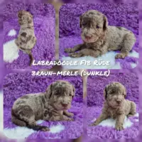Ab dem 30.08. suchen noch einige unserer Labradoodle F1b Welpen ihre Familien fürs Leben. Die Welpen können absofort fest reserviert und besucht werden. Hierzu schreiben sie uns gerne eine aussagekräftige Vorstellung zu Ihrer Person und Lebenssituation, gerne per Whatsapp, oder rufen Sie uns einfach an.